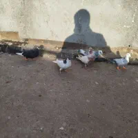 کبوتر5تاخال‌سیانیم‌تنه‌قره‌پلنگ‌سوسکی‌بزک‌همش‌‌نر