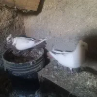 یکجفت یهودی زرد نروماده به شرط تخم وجوجه