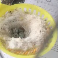 سه جفت قناری رسمی وگلسترسلام