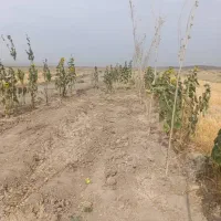 فروش زمین باغی دارای آب
