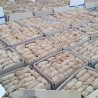 تنباکو برازجان شیرین وتند