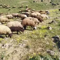 گوسفند...میش و بره سرحال