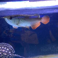 آروانا 24K گلدن هد