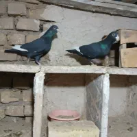 کبوتر ۴عدد جفتی وپرشی