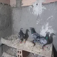 المانی و رنگه