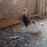 فروش یک عدد خروس لاری|حیوانات مزرعه|شبستر, |دیوار