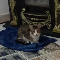 گربه 6ماهه نر