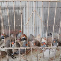 فنج کینگ|پرنده|بندرعباس, |دیوار