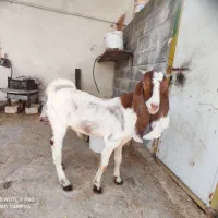 کهرنر