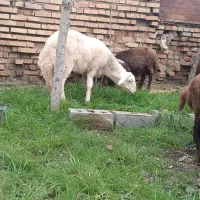 قوچ بره بروجردی|حیوانات مزرعه|گمیشان, |دیوار