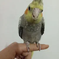 عروس ماده|پرنده|قم, ولیعصر|دیوار