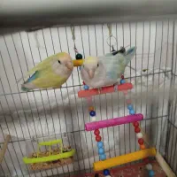 جفت طوطی برزیلی|پرنده|ارومیه, |دیوار