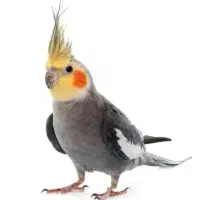 طوطی عروس هلندی