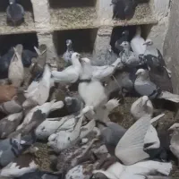 پلاکی، دورگ