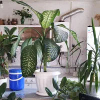 گل دیفن باخیا|گل و گیاه طبیعی|بجنورد, |دیوار