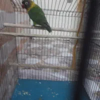 فروش برزیلی