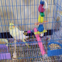 پرنده مرغ عشق وعروس علندی