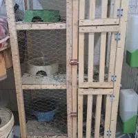 قفس پرنده