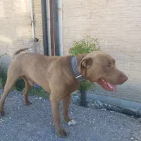 سگ گم شده|حیوانات|زنجان, |دیوار