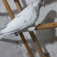 5 عدد کبوتر ساعتی