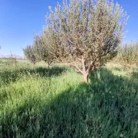 باغ|فروش دفتر صنعتی، کشاورزی، تجاری|سیلوانه, |دیوار