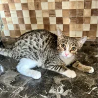 واگذاری بچه گربه‌ی حمایتی DSH