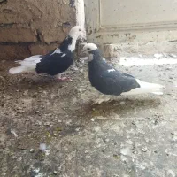 چهار تا کبوتر  شازده با دوکت|پرنده|اصفهان, منتظرالمهدی|دیوار