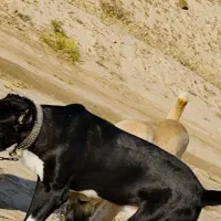 توله خراسانی|سگ|سبزوار, توحیدشهر|دیوار