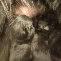 ژرمن بلک شولاین|سگ|مرودشت, ژیان|دیوار