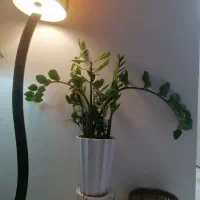 گل زاموفیلیا