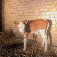 خرید گ ا و گوساله|حیوانات مزرعه|ساروق, |دیوار