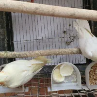 طوطی عروس هلندی|پرنده|سیدان, |دیوار