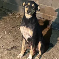 سگ دوبرمن مفت|سگ|تهران, نازیآباد|دیوار