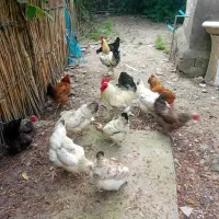 فروش تعدادی مرغ وخروس اطراف کوچصفهان