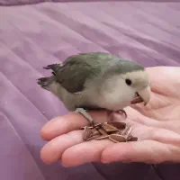 کوتوله وایت فیس