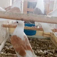 کبوتر دوکت