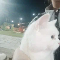 فروش گربه آموزش دیده نژاد اسکاتیش