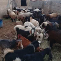 بره و کهره چاق