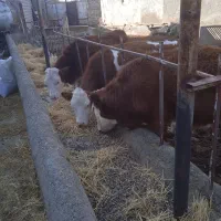 فروش گوساله سمینتال ماده|حیوانات مزرعه|محمدبار, |دیوار