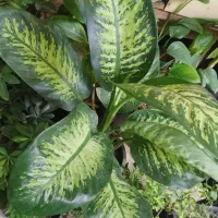 گل ها نور و غذای روح هستند