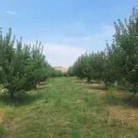 فروش-باغ-10-ساله