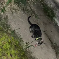 گربه پیدا شده در محدوده رامسر