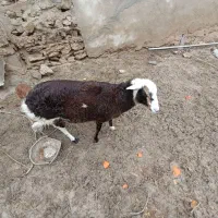 بره تخم جمولی