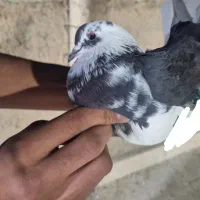 کفتر پرشی غریب گیری