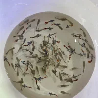 بار جدیدماهی و گیاه اکواریوم مارلین رسید