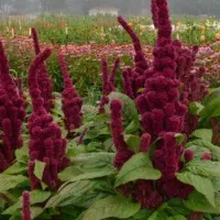 تاج خروس گیاه دارویی