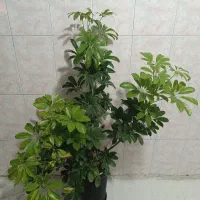 گل شفلرا|گل و گیاه طبیعی|شهریار, شهرک بهاران (ویره)|دیوار