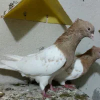 یه جفت کله زرد