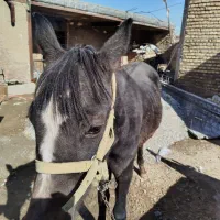 کر اسب|اسب و تجهیزات اسبسواری|شیروان (لرستان), |دیوار