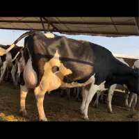 فروش گاو شیری هلشتاین اصیل|حیوانات مزرعه|خرمدره, |دیوار